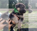 Small Photo #6 German Shepherd Dog Puppy For Sale in LIVE OAK, FL, USA