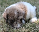 Small Photo #3 Goldendoodle Puppy For Sale in HOWARD CITY, MI, USA