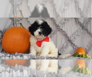 Bernedoodle Puppy for sale in LANCASTER, PA, USA