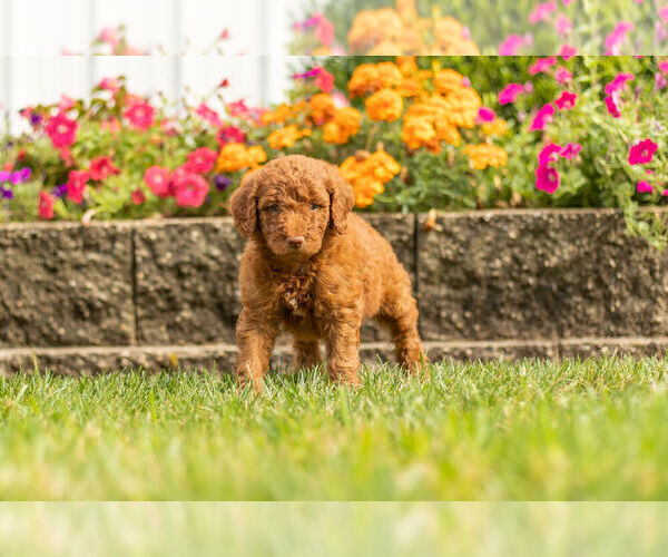 Medium Photo #2 Goldendoodle Puppy For Sale in NAPPANEE, IN, USA