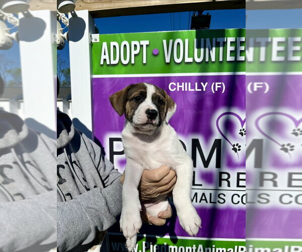 Medium Photo #2 Boxer-Unknown Mix Puppy For Sale in Mooresville, NC, USA