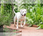 Small #6 American Staffordshire Terrier Mix