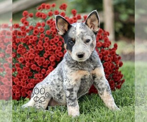 Australian Cattle Dog Puppy for sale in ATGLEN, PA, USA