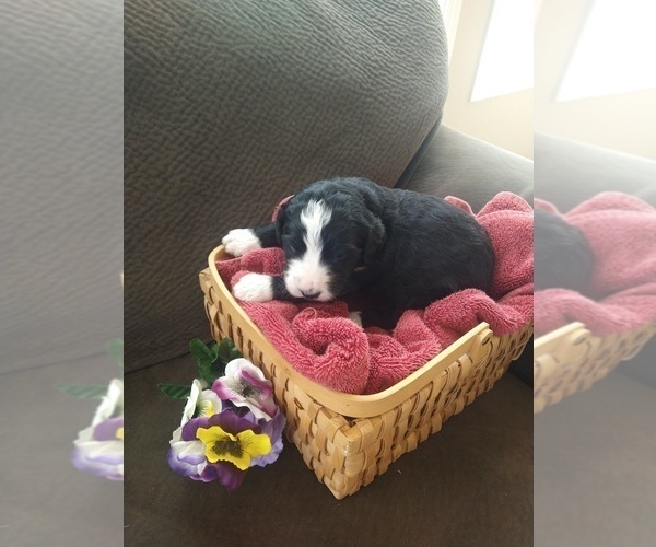 Medium Photo #17 Bernedoodle Puppy For Sale in CALHAN, CO, USA