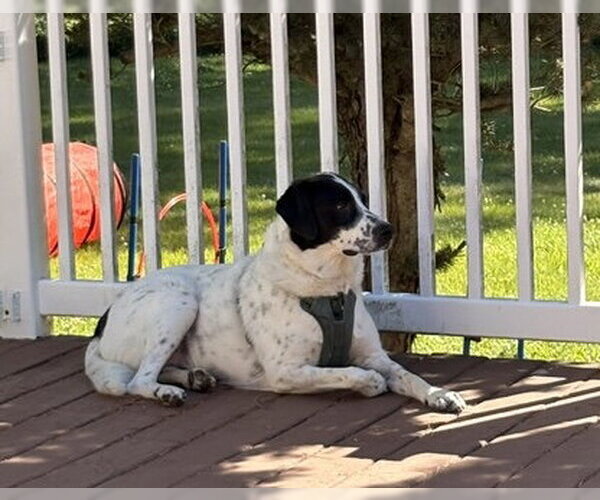 Medium Photo #6 Border Point Puppy For Sale in Oakhurst, NJ, USA