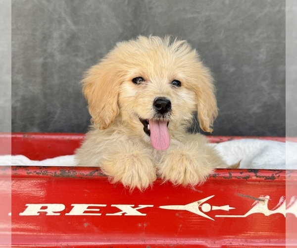 Medium Photo #5 Goldendoodle Puppy For Sale in OCALA, FL, USA