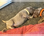BREWERS UECKER - Female Labrador Retriever Puppy for Sale - Photo #5
