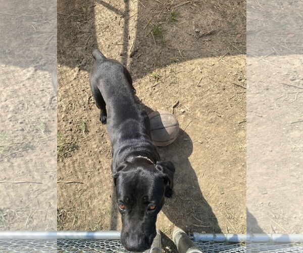 Medium Photo #2 Boxador Puppy For Sale in Pryor, OK, USA