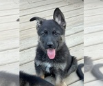 Small Photo #19 German Shepherd Dog Puppy For Sale in COLUMBIA, MO, USA