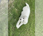 Small #4 Great Pyrenees