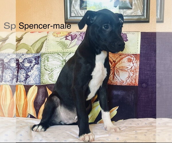 Medium Photo #1 Labrador Retriever-Unknown Mix Puppy For Sale in Rockaway, NJ, USA