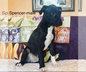 Labrador Retriever-Unknown Mix Dogs for adoption in Rockaway, NJ, USA