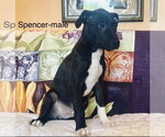 Small Labrador Retriever Mix