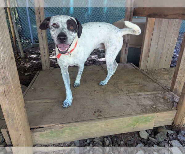 Medium Photo #3 Mutt Puppy For Sale in McCormick, SC, USA