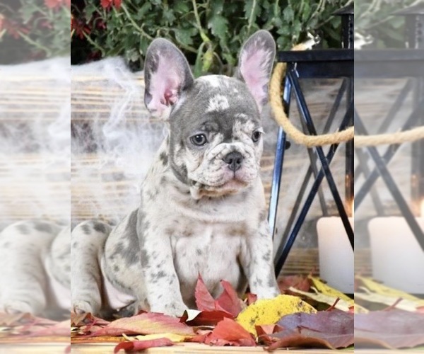 Medium Photo #5 French Bulldog Puppy For Sale in SAN DIEGO, CA, USA