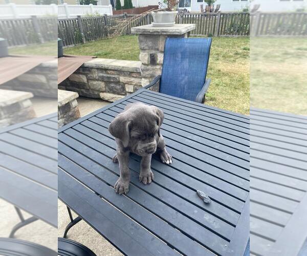 Medium Photo #7 Cane Corso Puppy For Sale in DELAWARE, OH, USA