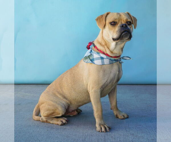 Medium Photo #2 Pug-Unknown Mix Puppy For Sale in Pasadena, CA, USA