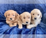 Small Photo #3 Golden Retriever Puppy For Sale in FAIR HAVEN, MI, USA
