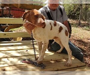 Rhodesian Ridgeback Puppy for sale in FORT MC COY, FL, USA