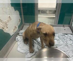 American Pit Bull Terrier-Unknown Mix Dogs for adoption in Oklahoma City, OK, USA