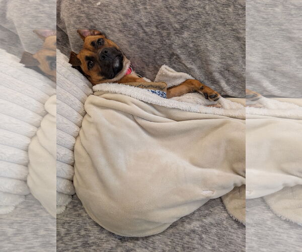 Medium Photo #55 Mutt Puppy For Sale in Philadelphia, PA, USA