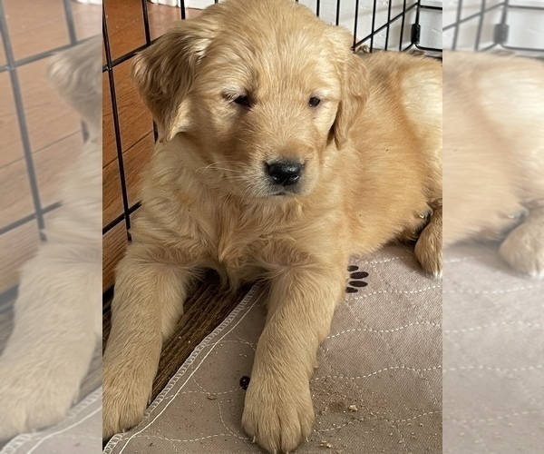 Medium Photo #2 Golden Retriever Puppy For Sale in ANTWERP, NY, USA