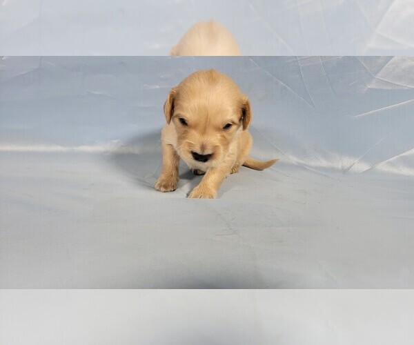 Medium Photo #7 Golden Retriever Puppy For Sale in BLACK FOREST, CO, USA