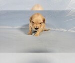 Small Photo #29 Golden Retriever Puppy For Sale in BLACK FOREST, CO, USA
