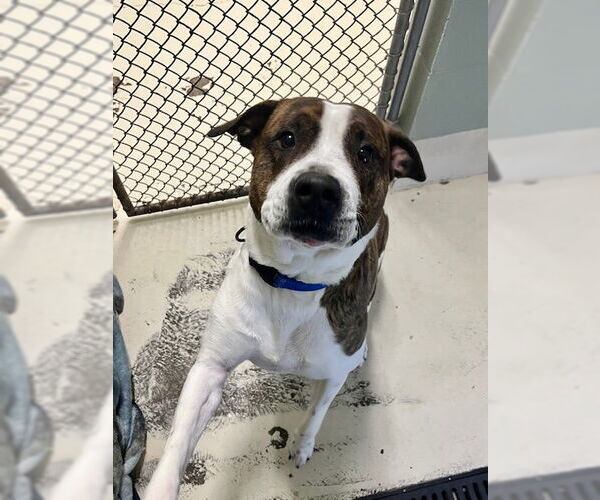 Medium Photo #3 Mutt Puppy For Sale in Webster, WI, USA