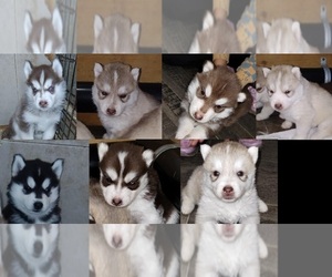 Siberian Husky Puppy for sale in KENNEWICK, WA, USA
