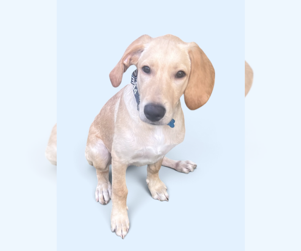 Medium Photo #1 Golden Labrador Puppy For Sale in Rockville, MD, USA