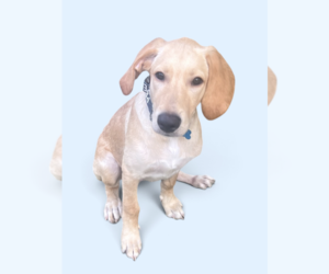 Golden Labrador Dogs for adoption in Rockville, MD, USA
