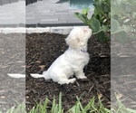 Small Photo #9 Maltipoo Puppy For Sale in AVE MARIA, FL, USA