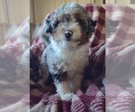 Small Photo #2 Aussiedoodle Miniature  Puppy For Sale in PARKER, PA, USA
