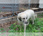 Small #1 Anatolian Shepherd