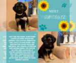Puppy Sunflower Golden Shepherd