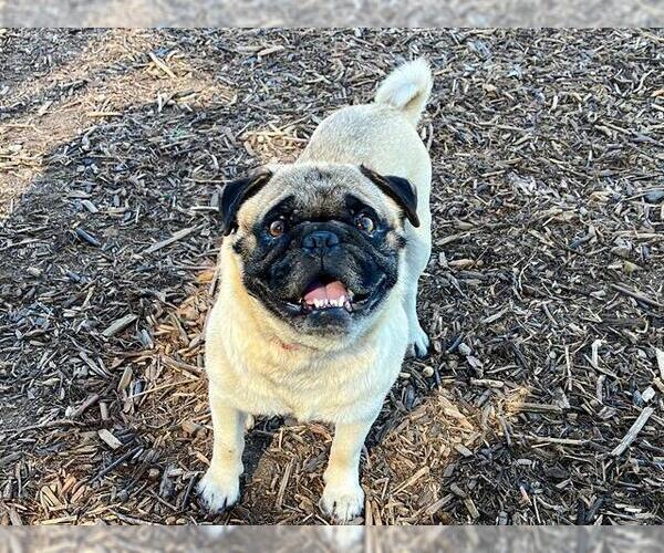 Medium Photo #1 Pug Puppy For Sale in Orange, CA, USA