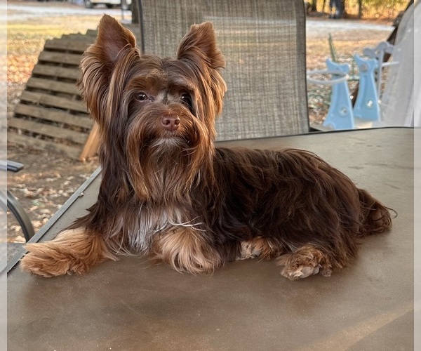 Medium Photo #1 Yorkshire Terrier Puppy For Sale in CENTER, TX, USA