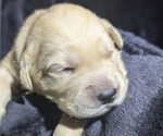 Small Photo #5 Golden Retriever Puppy For Sale in MODESTO, CA, USA