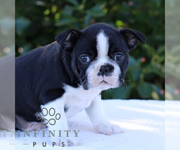 Medium Photo #3 Boston Terrier Puppy For Sale in MANHEIM, PA, USA