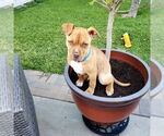 Small #3 American Staffordshire Terrier Mix