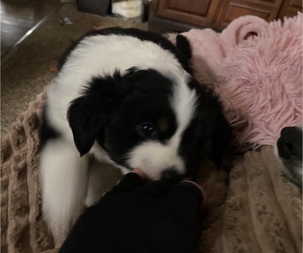Medium Photo #8 Miniature American Shepherd Puppy For Sale in PLACERVILLE, CA, USA