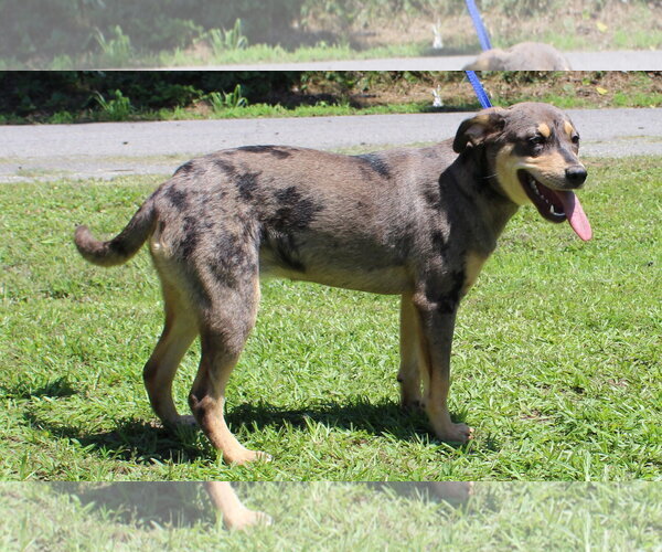 Medium Photo #2 Catahoula Leopard Dog-Unknown Mix Puppy For Sale in Prattville, AL, USA