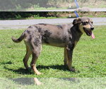 Small #1 Catahoula Leopard Dog Mix