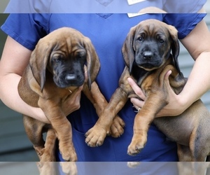 Bavarian Mountain Hound Puppy for Sale in IONIA, Michigan USA