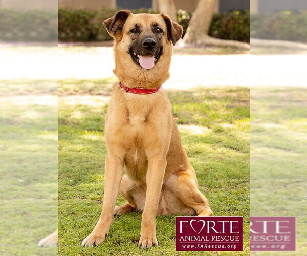 Medium Photo #13 Labrador Retriever-Unknown Mix Puppy For Sale in Marina del Rey, CA, USA