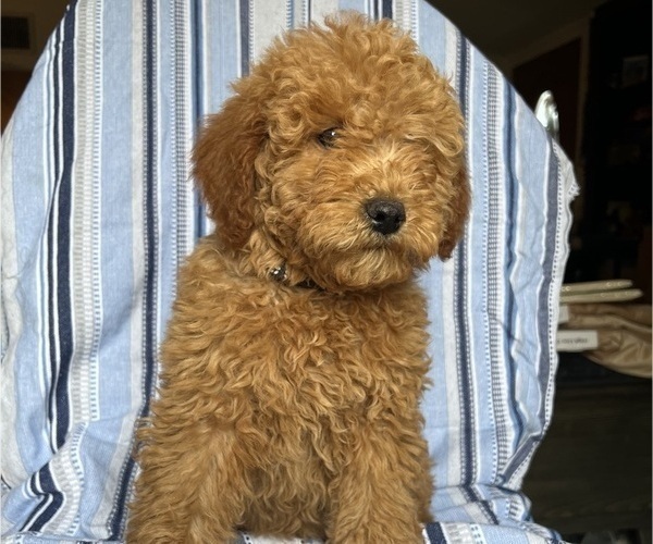 Medium Photo #7 Goldendoodle (Miniature) Puppy For Sale in SAN FERNANDO, CA, USA
