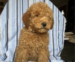 Small Photo #7 Goldendoodle (Miniature) Puppy For Sale in SAN FERNANDO, CA, USA