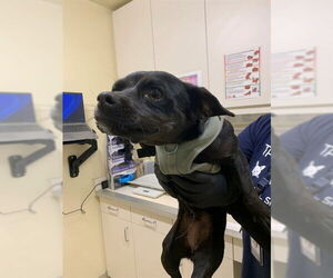 Chihuahua Dogs for adoption in Fremont, CA, USA