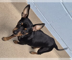 Miniature Pinscher Dogs for adoption in Decatur, IL, USA